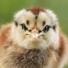 anak ayam