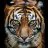 harimau_sore